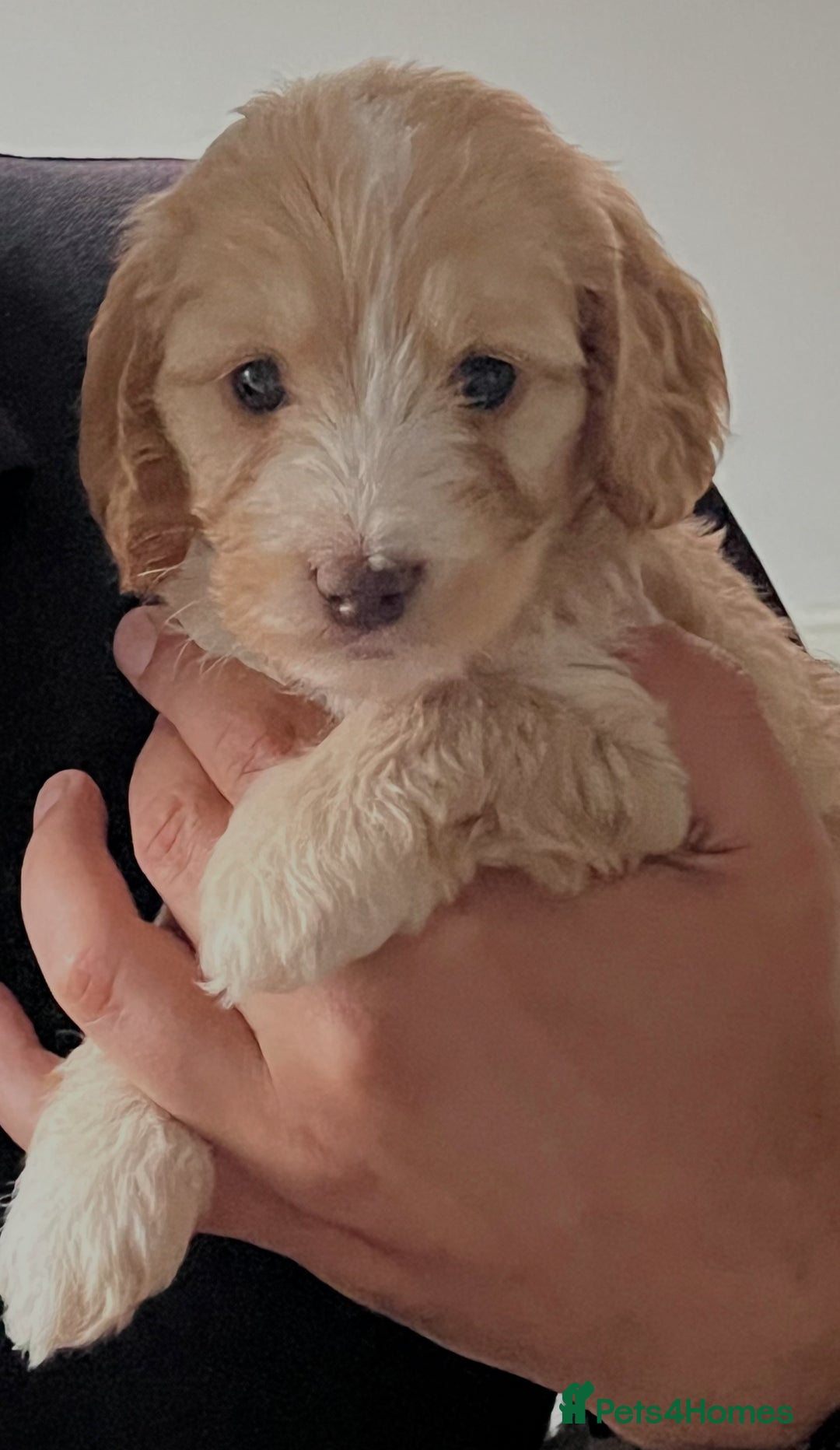 Cockapoo dogs for sale: 7 beautiful cockapoos baby’s  - Image 26