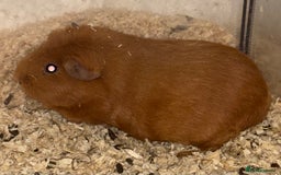 Guinea Pig rodents for sale: Guinea pigs for sale  - Advert 2