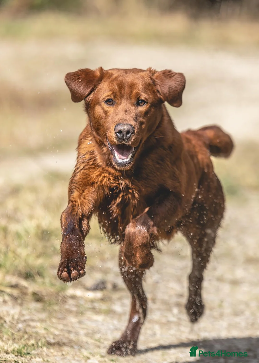 Labrador Retriever dogs for stud: Extremely Dark Red,Fully health tested,Proven stud in York - Advert 4