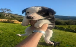 Border Collie dogs for sale: Border Collie Puppies - Image 22