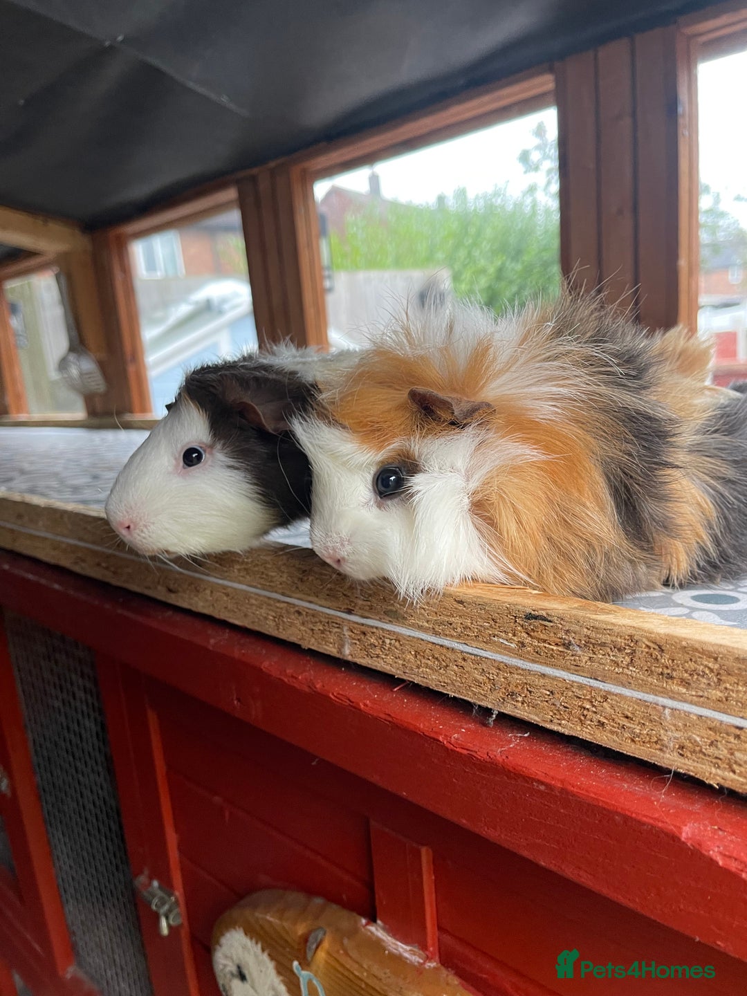 Guinea Pig rodents for sale: 9 Month Old Male Guinea Pigs Looking For Homes in Wigan - Image 31
