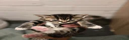 Mixed Breed cats for sale: 💖 Gorgeous British Shorthair Mix Kittens –  🐾 in Peterborough - Advert 29
