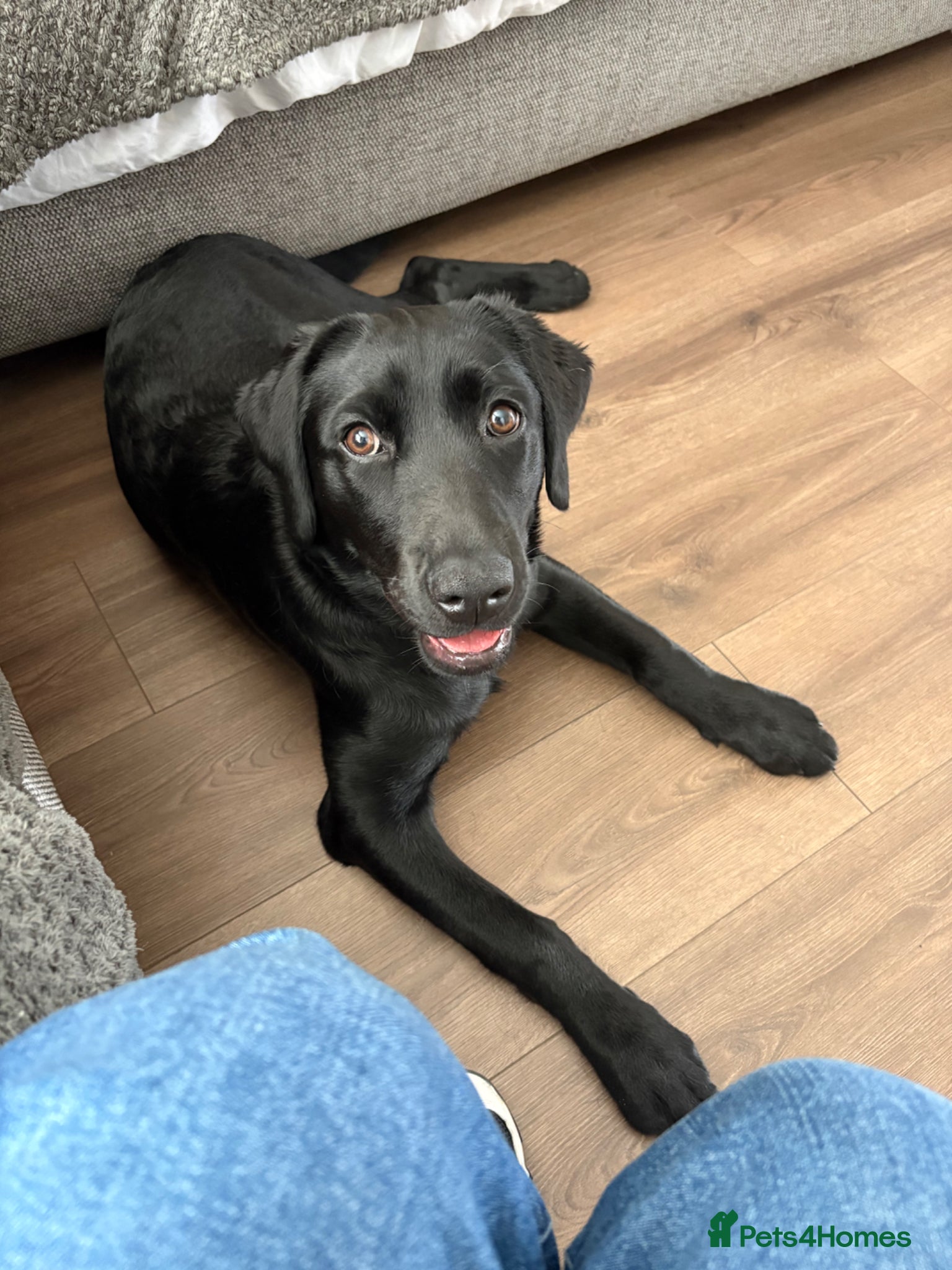 Labrador Retriever dogs Female Labrador  - Advert 14