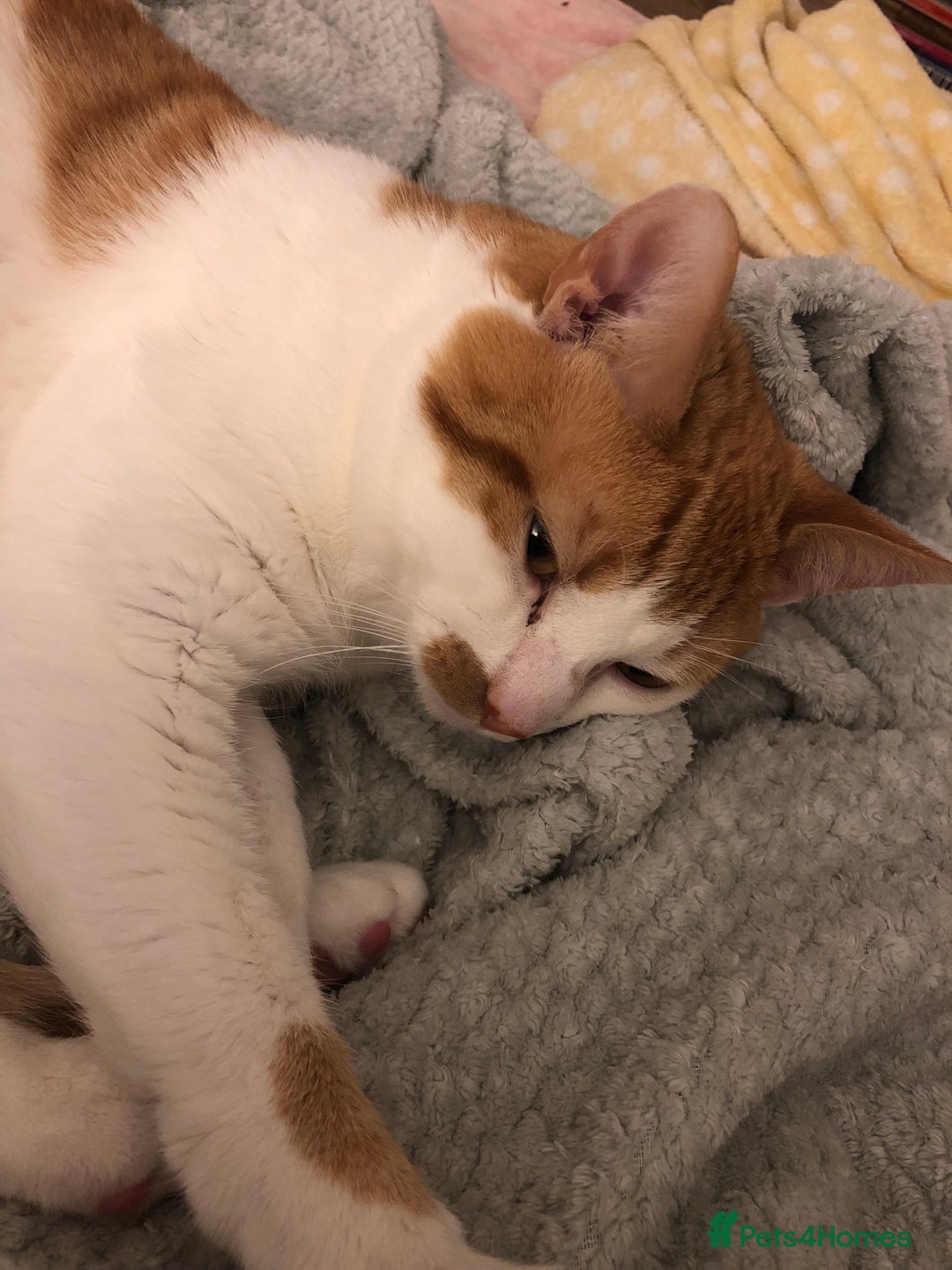 British Shorthair cats for sale: 2 year old Brother & Sister - Advert 3