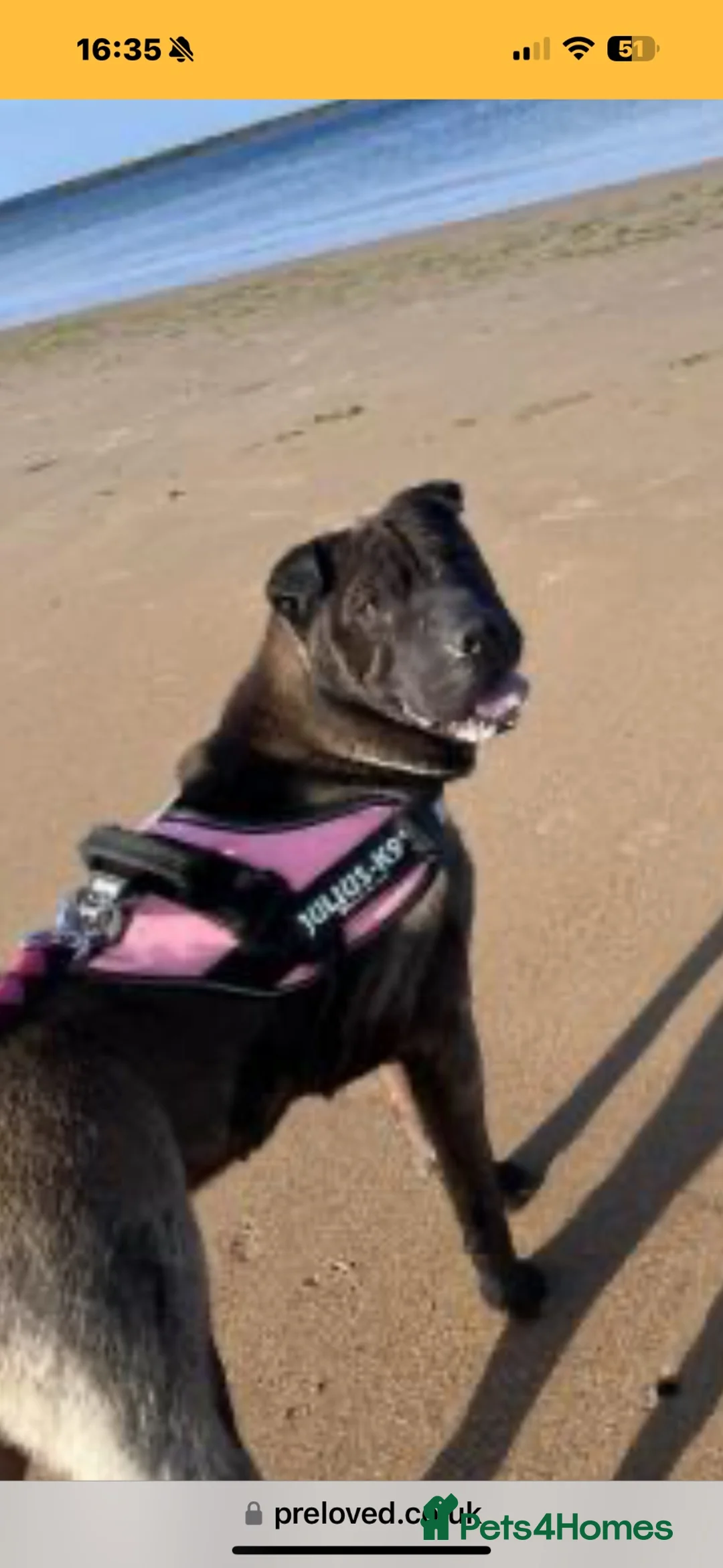 Shar Pei dogs for sale: Trixie 7 year old Shar Pei  - Advert 2