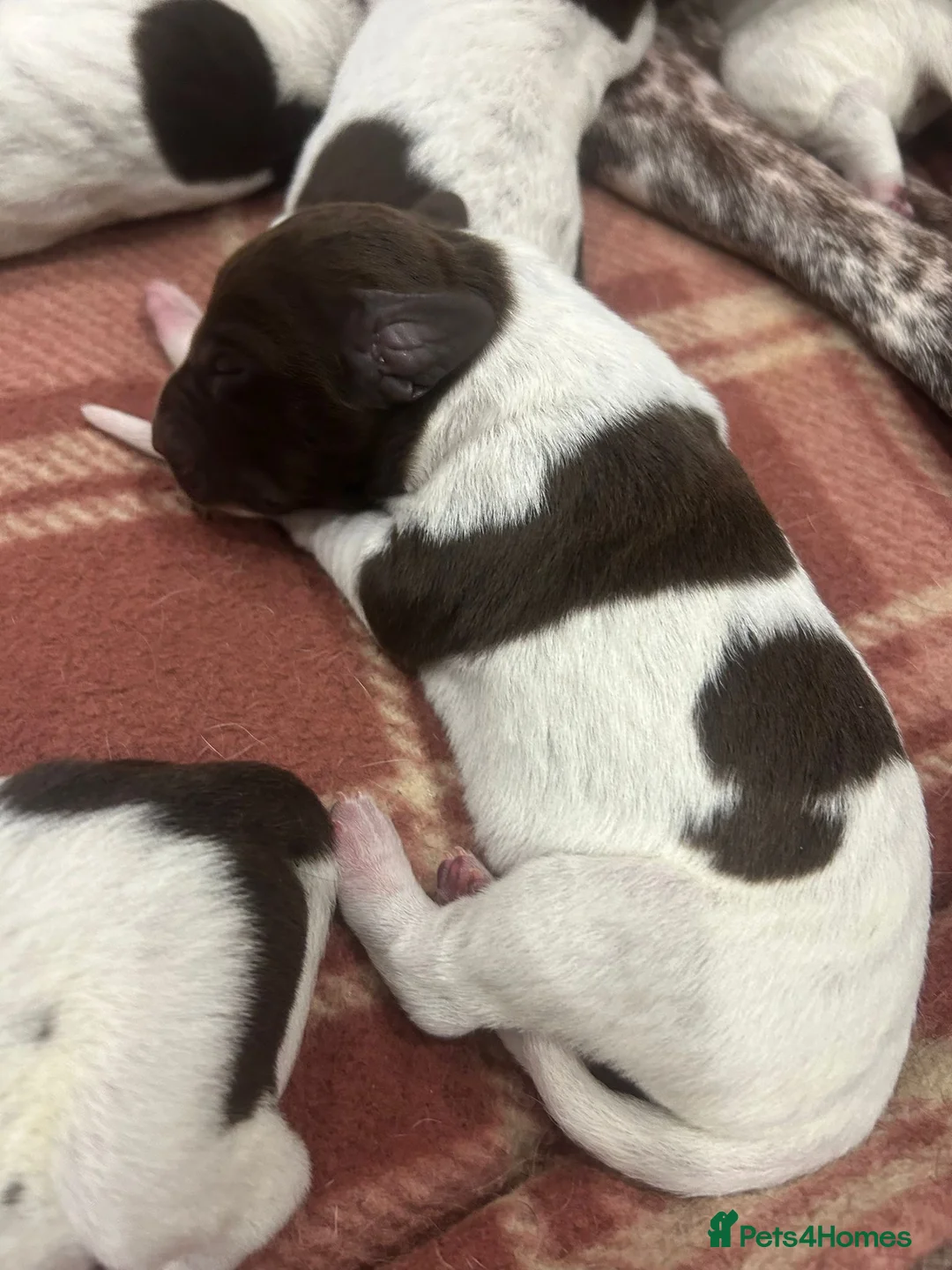 German Shorthaired Pointer dogs for sale: German Shorthaired Pointer Puppies - Advert 6