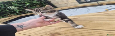 Mixed Breed Kitten 3