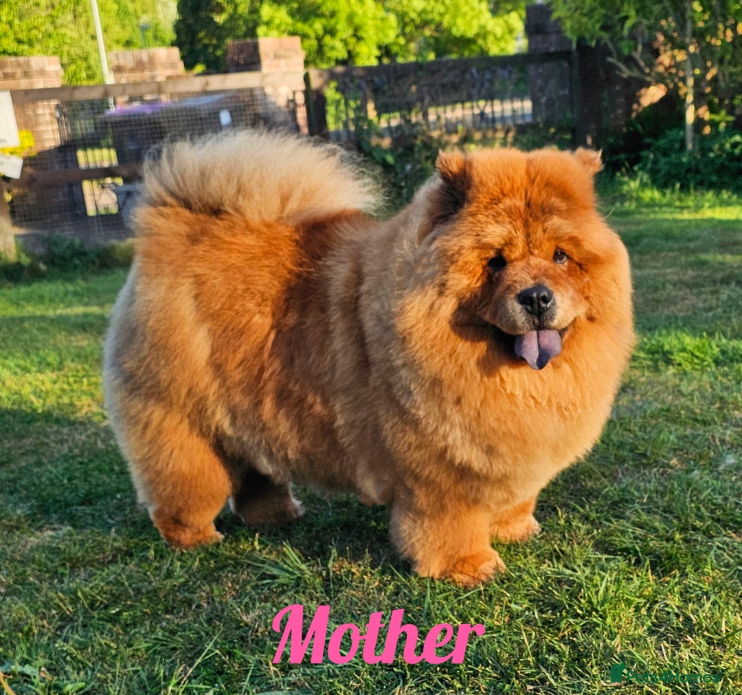 Chow Chow dogs for sale: Crufts pedigree litter  - Advert 3