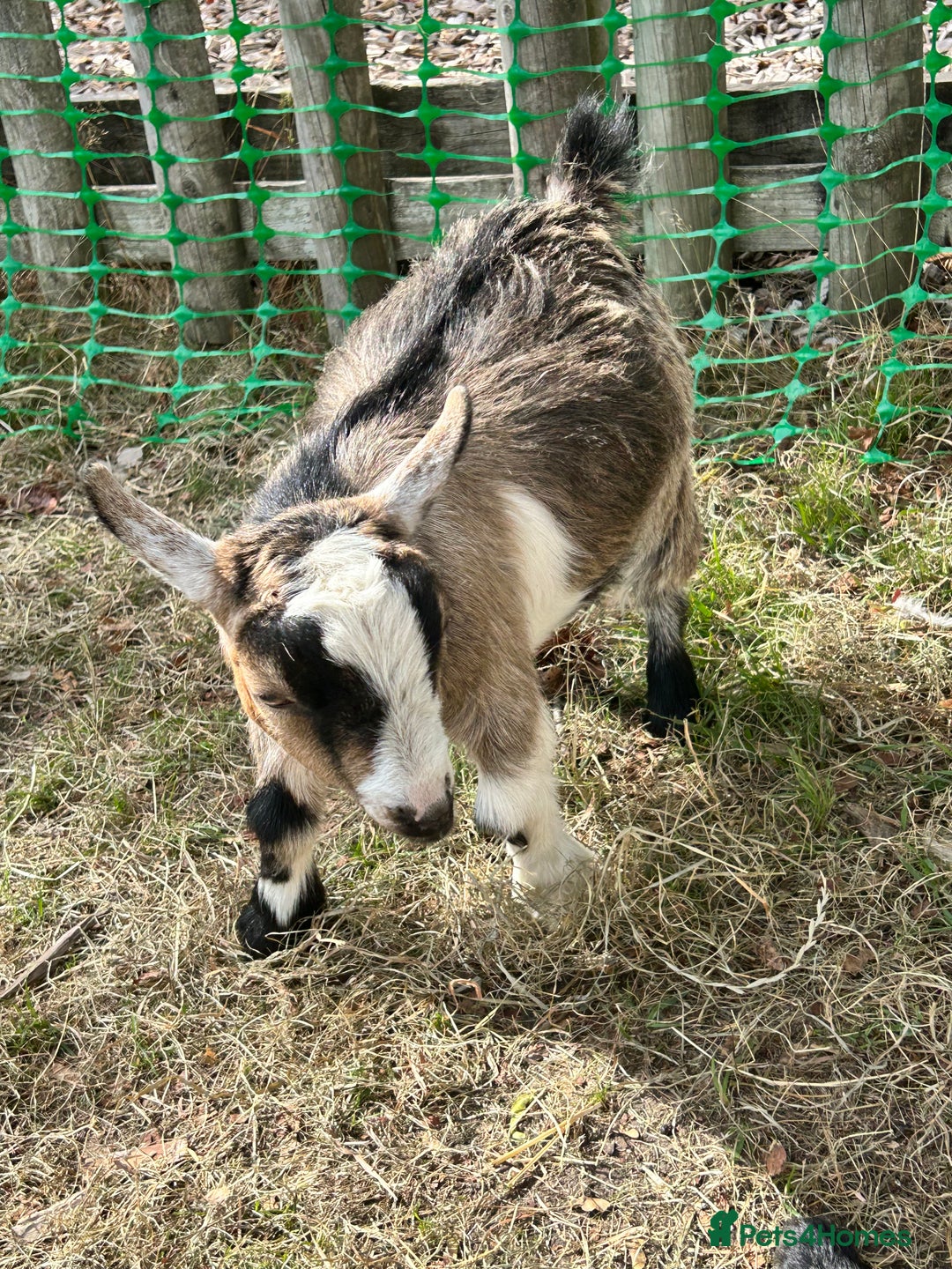 Goats livestock for sale: 2 Pygmy Goat Whethers, so friendly! - Image 4