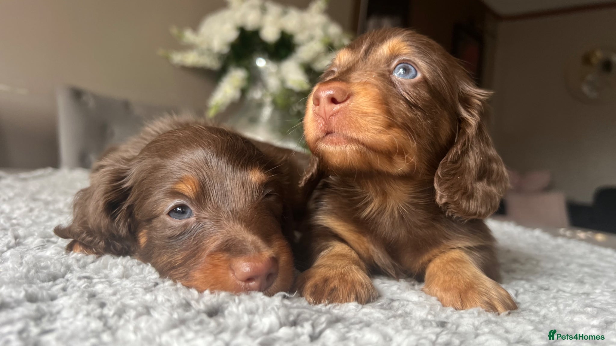 Miniature Dachshund dogs 🐾 Stunning Chocolate Cream Mini Longhair Boys ✨🐶 - Advert 14
