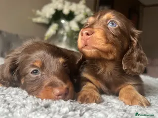 Miniature Dachshund dogs 🐾 Stunning Chocolate Cream Mini Longhair Boys ✨🐶 - Advert 14