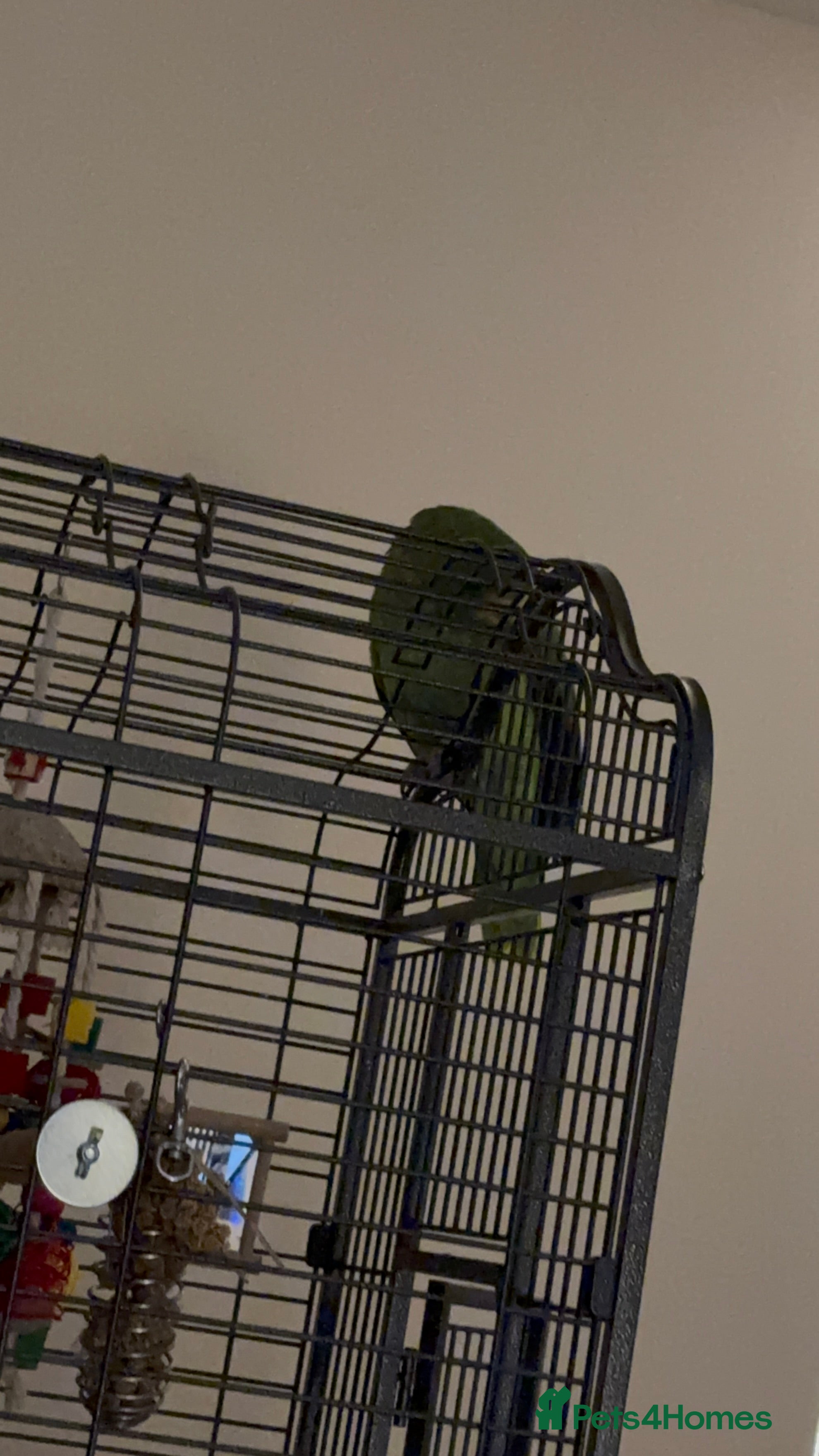 Parrots birds Yellow Headed Amazon - Advert 6