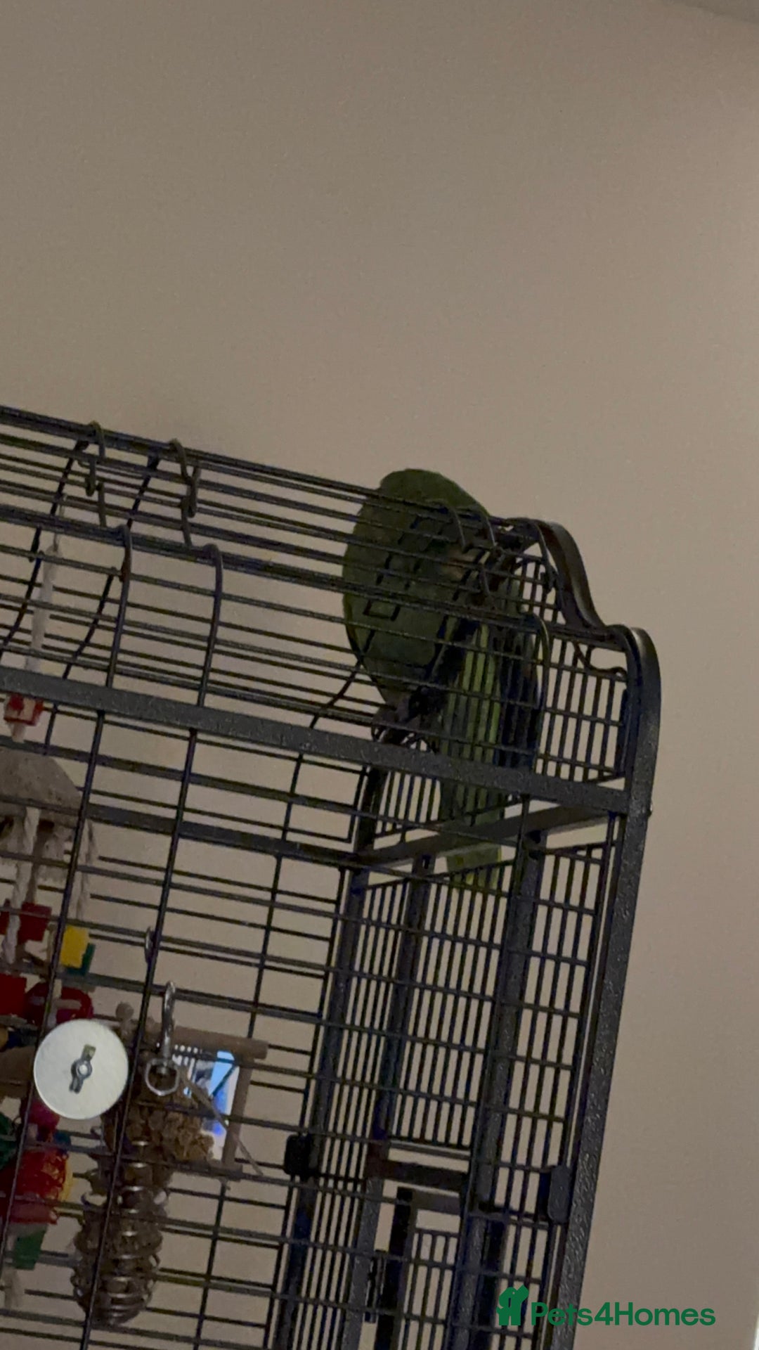 Parrots birds for sale: Yellow Headed Amazon - Advert 1