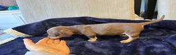 Miniature Dachshund dogs for sale: Kc registered Miniature dachshund puppies  - Advert 12