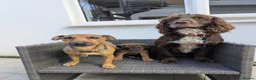 Mixed Breed dogs for sale: Gorgeous patterjack x sprocker  - Advert 5