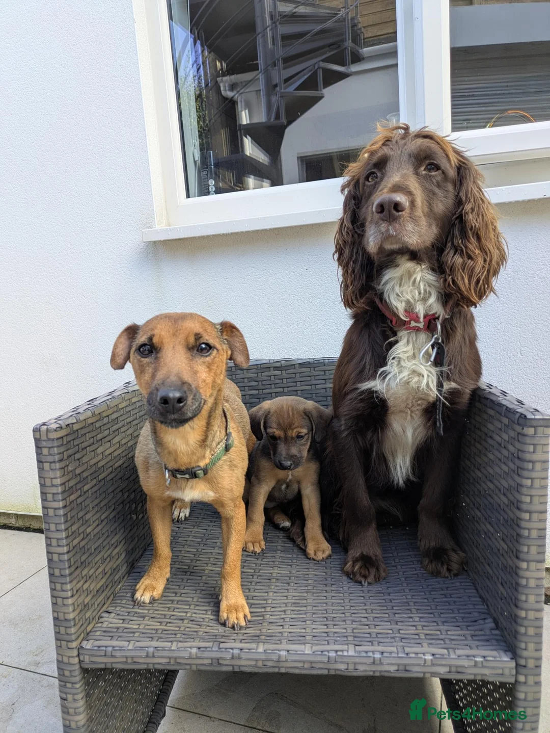 Mixed Breed dogs for sale: Gorgeous patterjack x sprocker  - Advert 5