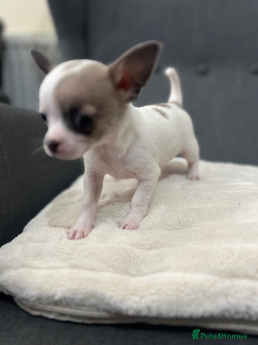 Chihuahua dogs for sale: 5Stunning tiny Smooth coat 🍏head chihuahua puppys - Image 17
