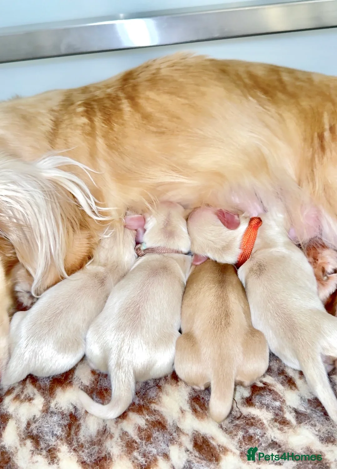 Miniature Dachshund dogs for stud: KC Reg Health Tested Longhaired Pale Cream 🤍 - Advert 3