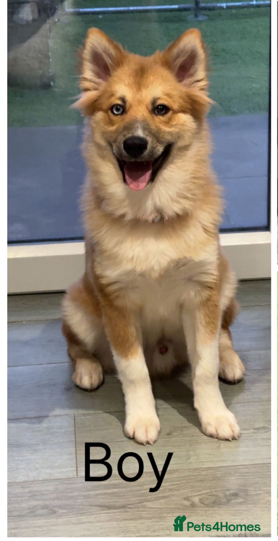 Pomsky dogs for sale: Pomsky’s For sale  - Advert 2