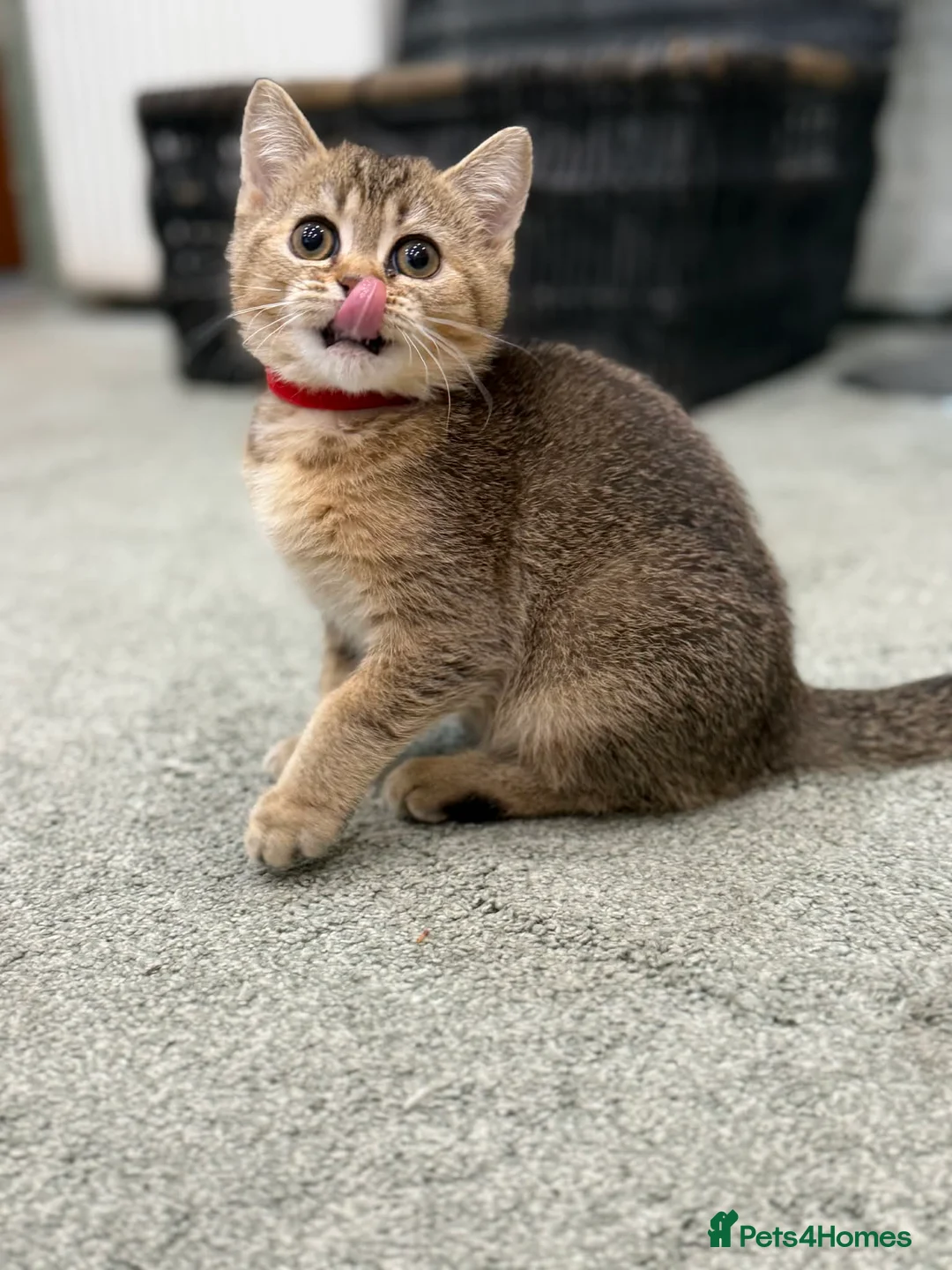 British Shorthair cats for sale: ⭐️1 LEFT Stunning BSH kittens GCCF registered ⭐️ - Advert 4