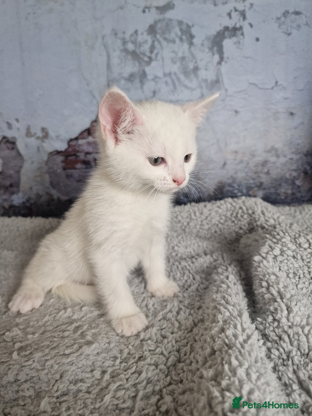 Mixed Breed cats for sale: Lovely kittens from a white odd-eyed mother. - Advert 8
