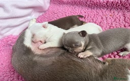 Chihuahua dogs for sale: XS Chocolate and Tan wrapped in Cream Boy  - Image 32