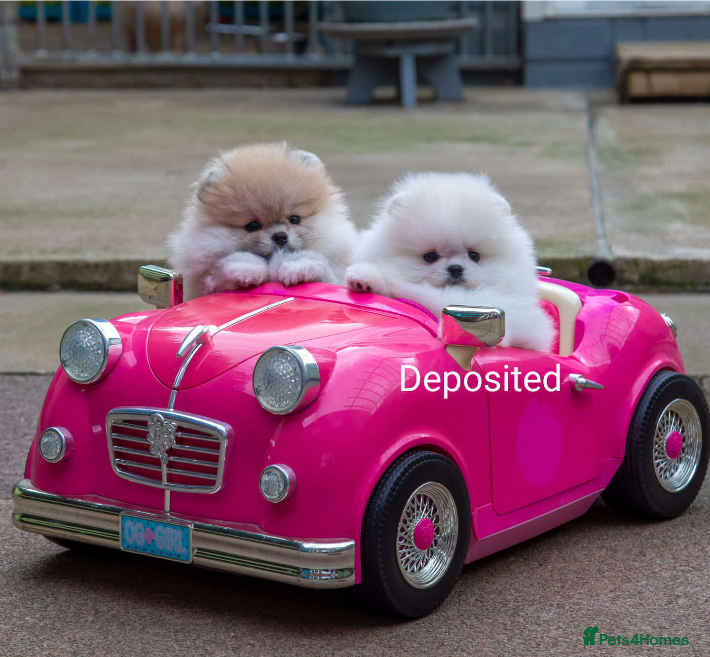 Pomeranian dogs Adorable Pomeranian puppies for sale - Advert 6