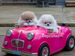 Pomeranian dogs Adorable Pomeranian puppies for sale - Advert 6