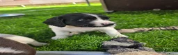 English Springer Spaniel dogs for sale: Springer spaniel puppies in Bungay - Advert 13