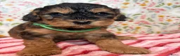 Cockapoo dogs for sale: Beautiful cockapoo puppies *licensed breeder* - Advert 3