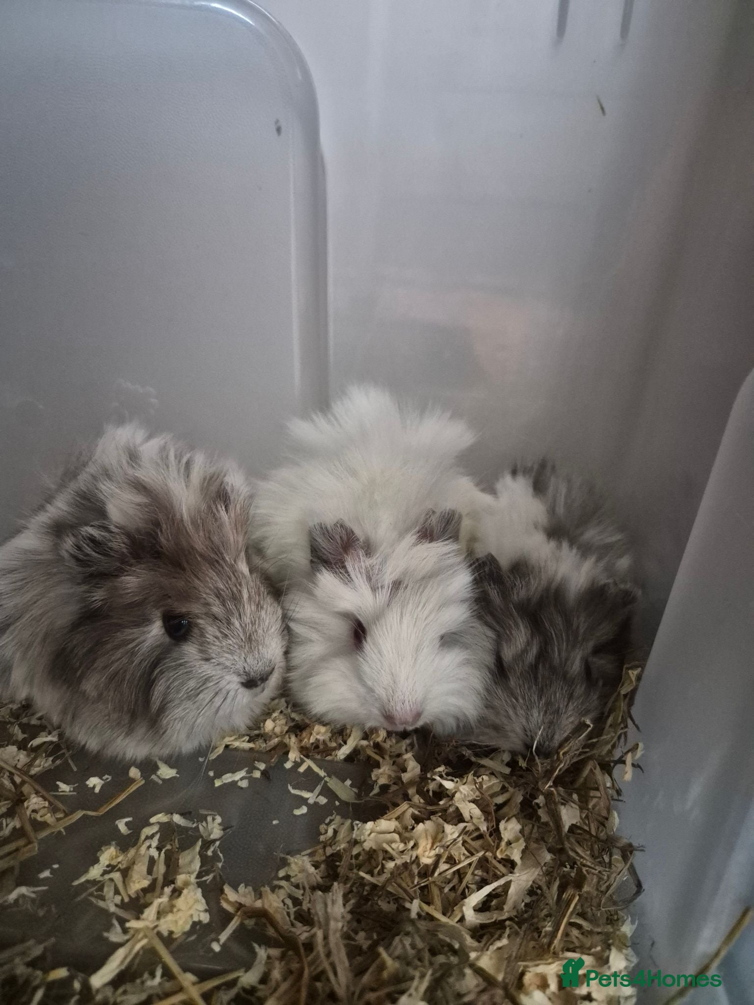 Guinea Pig rodents Longhaired Peruvian guinea pig sows - Advert 1