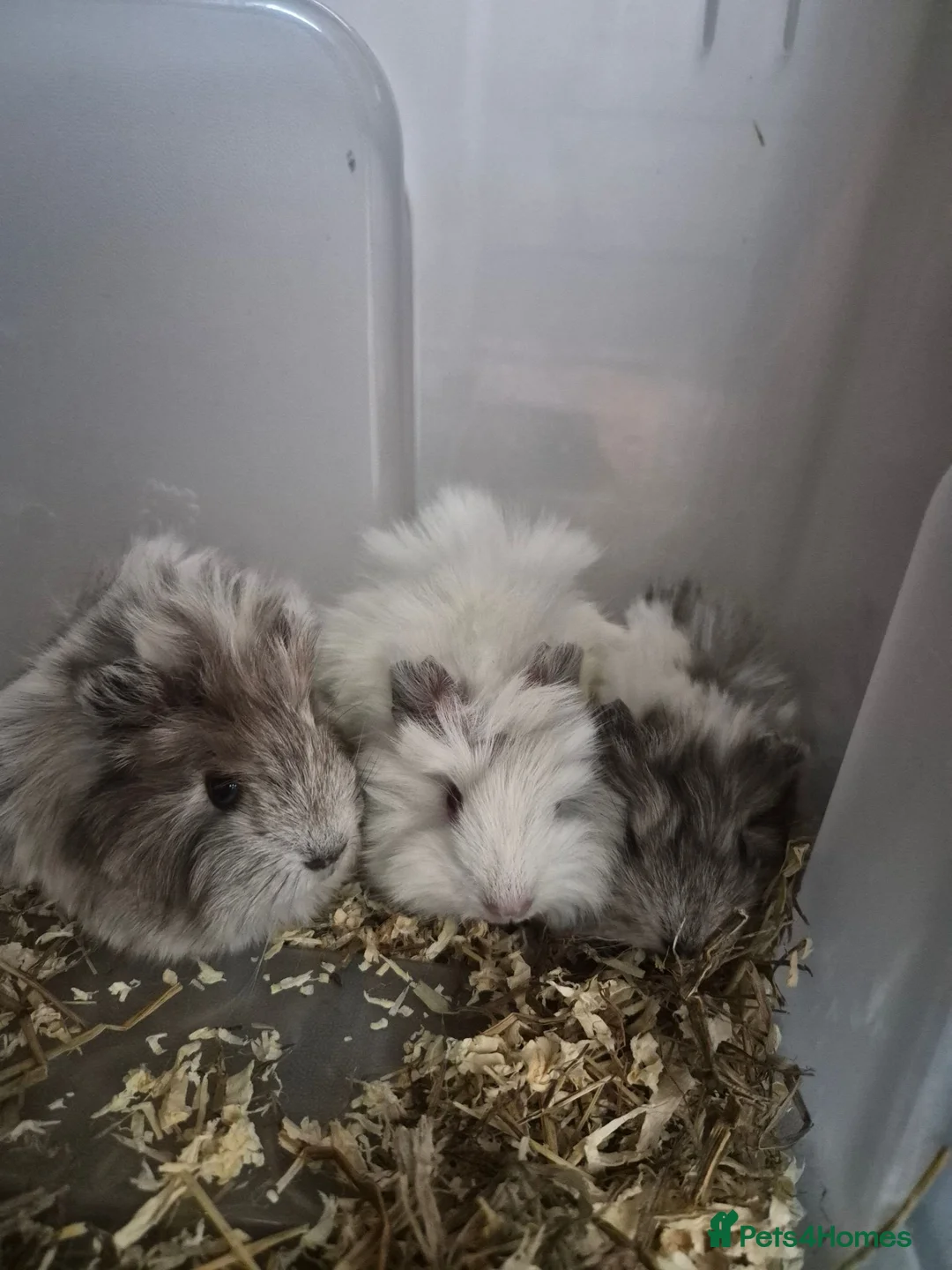 Guinea Pig rodents for sale: Longhaired Peruvian guinea pig sows - Advert 1