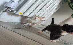 Mixed Breed cats for sale: 4 Mixed Breed Kittens  - Image 20