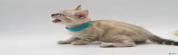 Bengal cats for sale: TICA Registered Brown & Snow Lynx Bengal Kittens - Advert 37