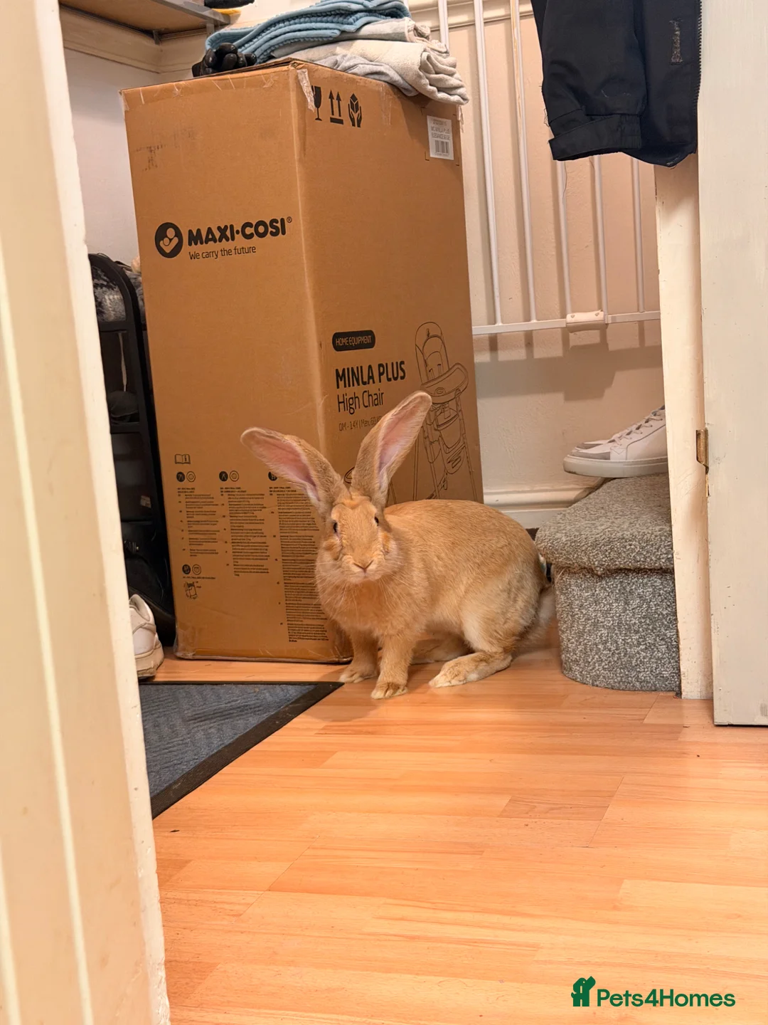 Continental Giant rabbits for sale: Giant continental  in Swindon - Advert 2