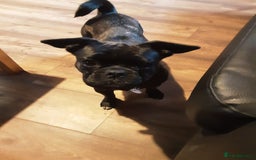 Pug dogs for sale: 4 beautiful Pug puppies for sale. - Image 18