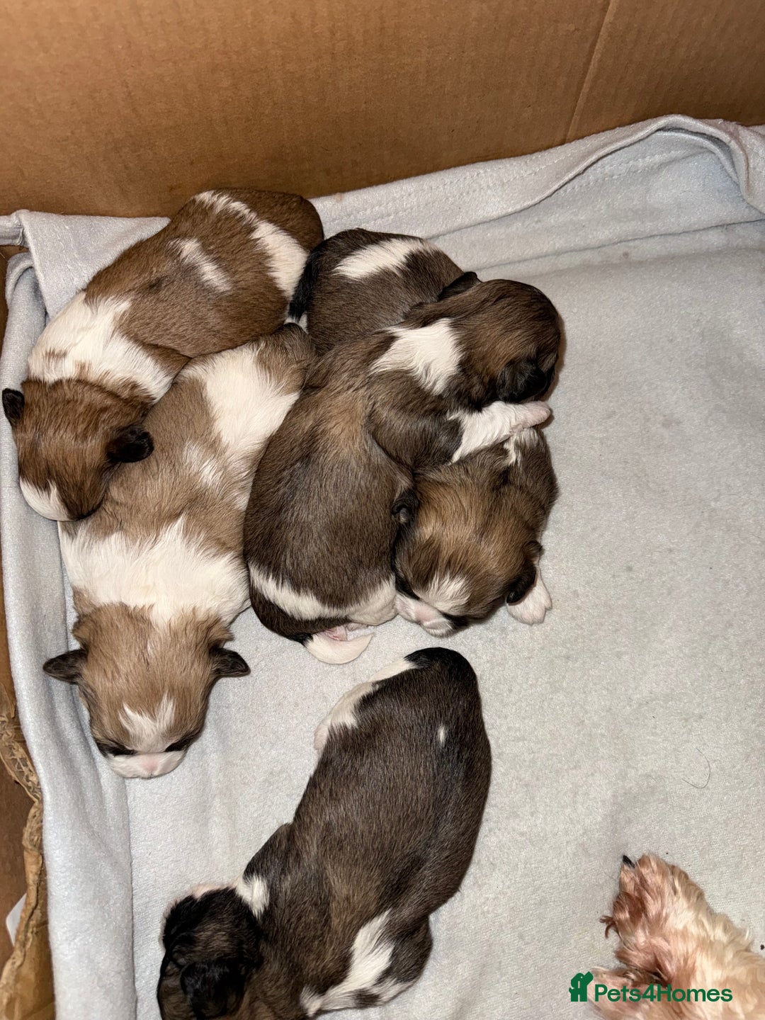 Mixed Breed dogs for sale: Teddy Bear Puppies - Advert 2