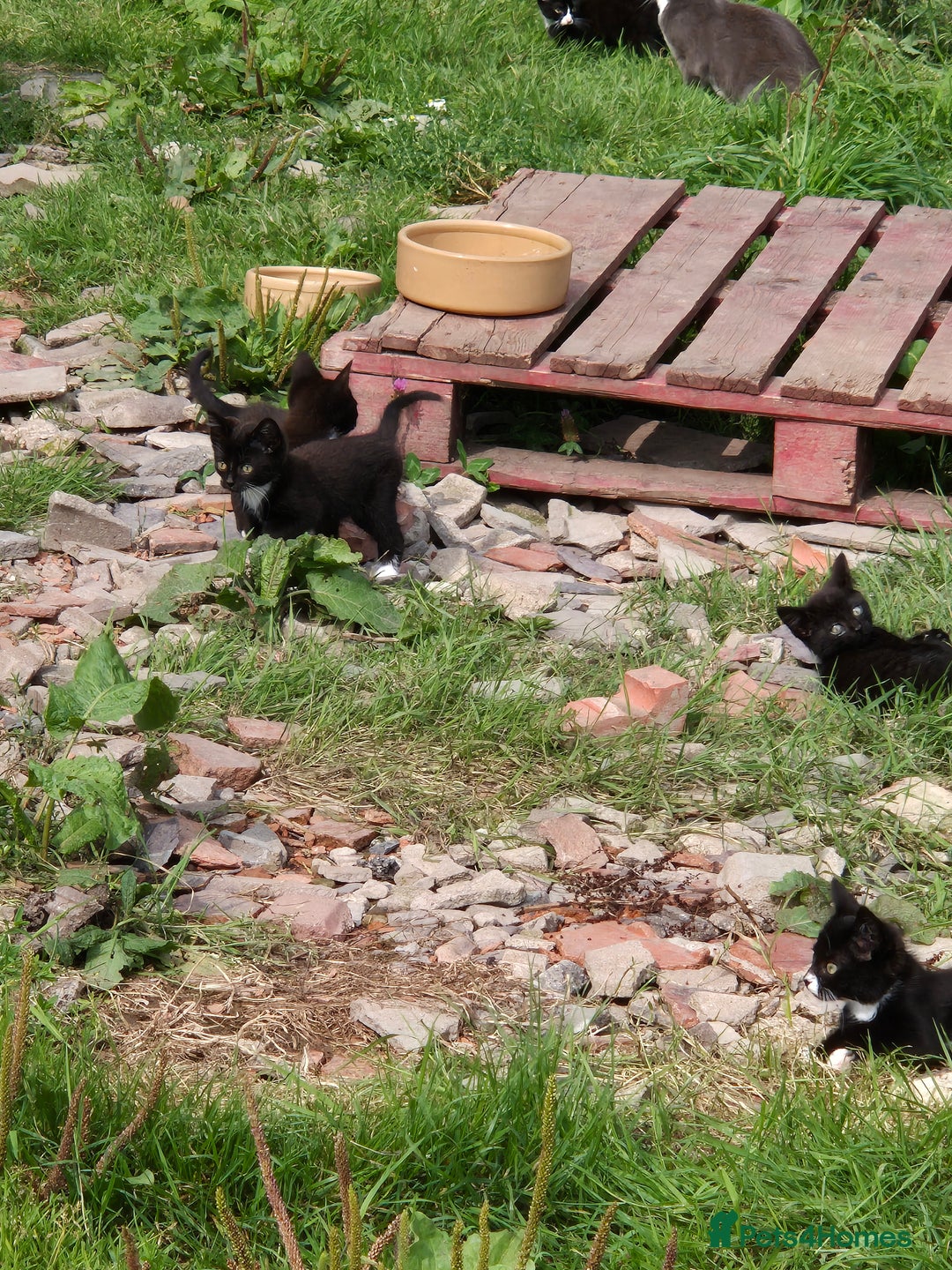 Mixed Breed cats for sale: Lovely  kittens  ready  to go - Image 13