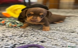 Miniature Dachshund dogs for sale: Gorgeous KC reg miniature Dachshund puppies  - Image 21