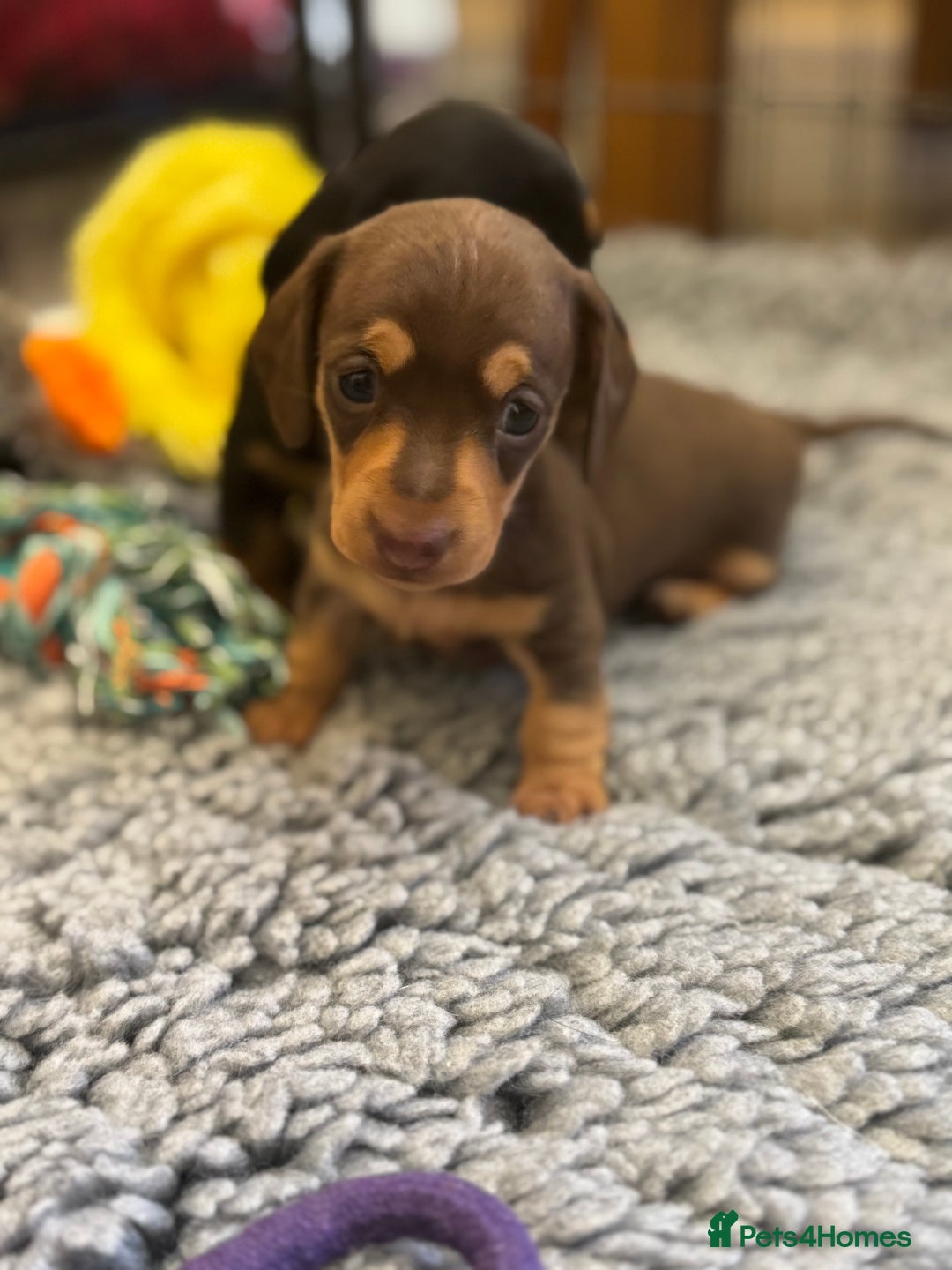 Miniature Dachshund dogs for sale: Gorgeous KC reg miniature Dachshund puppies  - Image 21