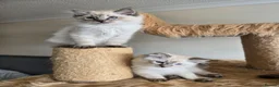Ragdoll cats for sale: Gorgeous seal tabby male Ragdoll kittens  - Advert 6
