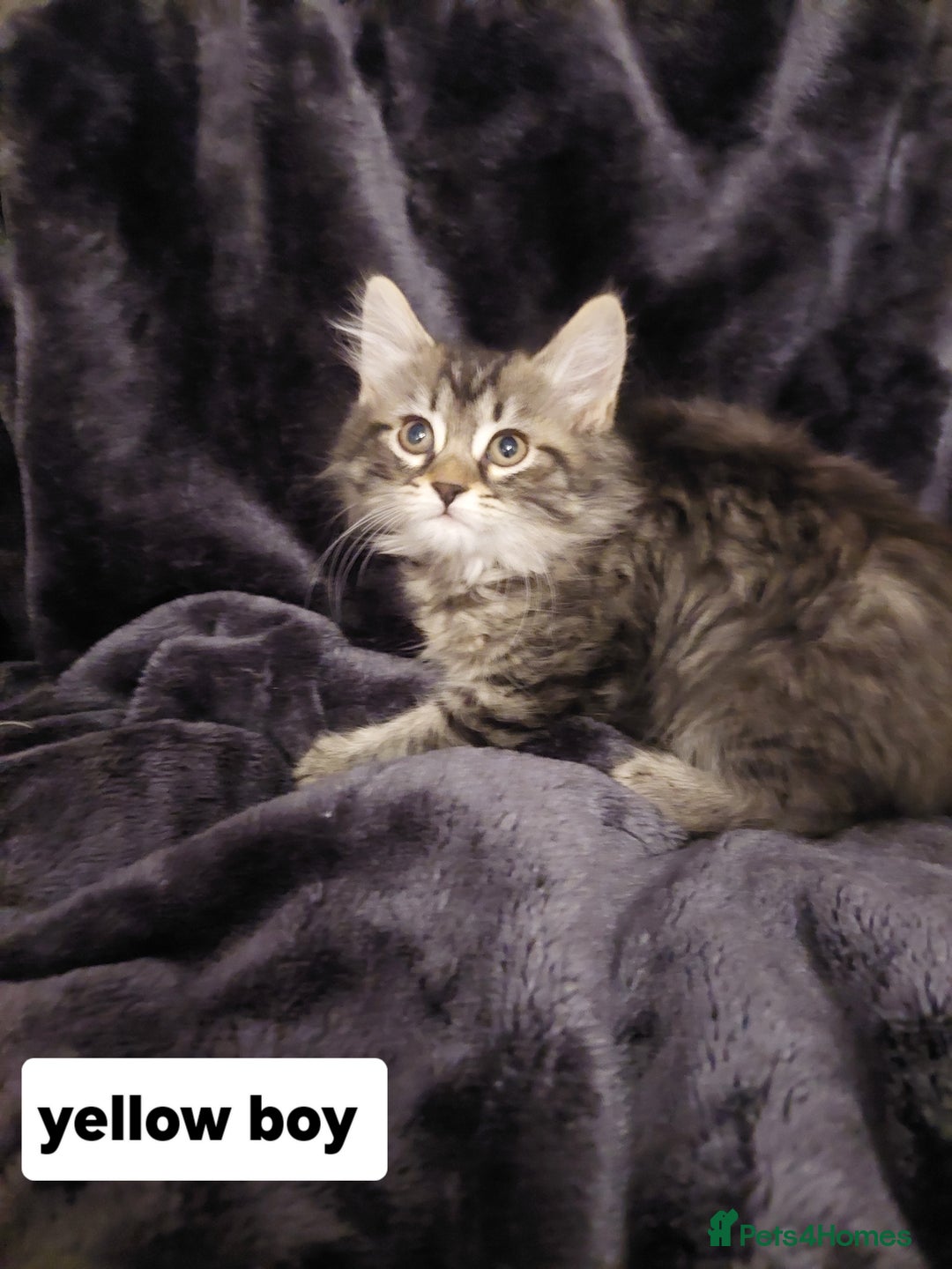 Mixed Breed cats for sale: Beautiful siver tabby kittens  - Image 10