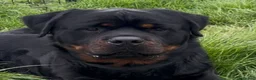 Rottweiler dogs for stud: Rottweiler HAJIMARI ROTTWEILERS  - Advert 5