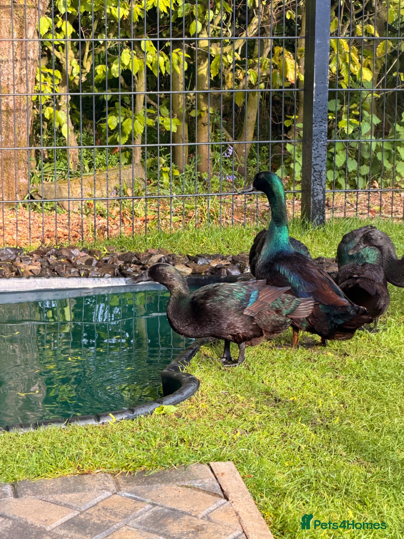 Ducks poultry Cayuga Drakes - Advert 4