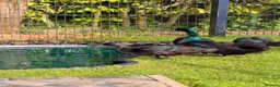 Ducks poultry for sale: Cayuga Drakes in Kendal - Advert 1