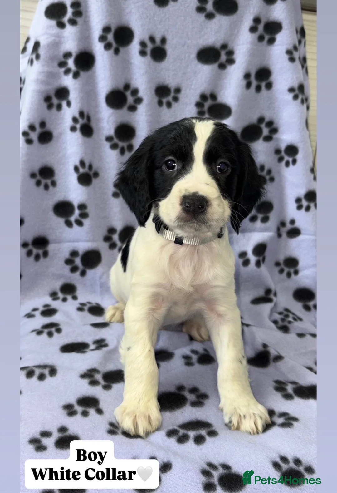 Cocker Spaniel dogs for sale: Beautiful Cocker Spaniel Puppies - Advert 6