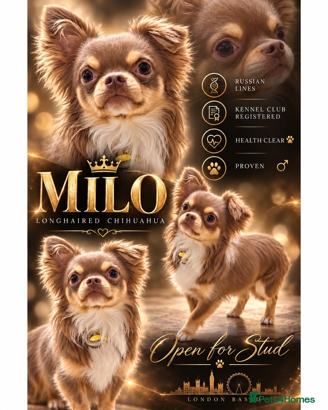 Chihuahua dogs MILO chocolate and tan longhair  - Advert 1