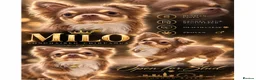 Chihuahua dogs for stud: MILO chocolate and tan longhair  - Advert 1