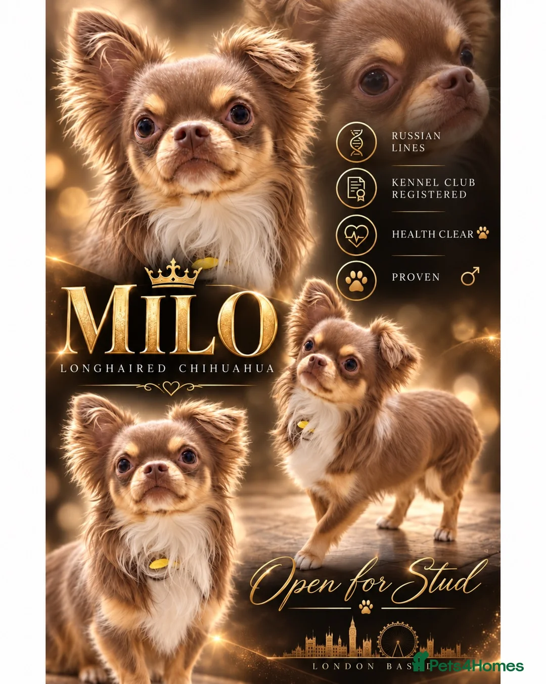 Chihuahua dogs for stud: MILO chocolate and tan longhair  - Advert 1