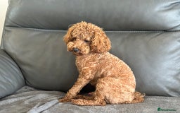 Toy Poodle dogs for sale: KC Toy Poodle Boy - Image 17